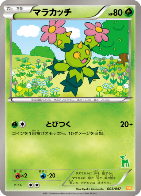 Maractus